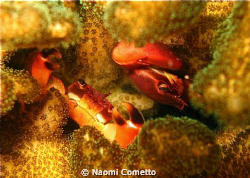 Samebody ouut there? by Naomi Cometto 